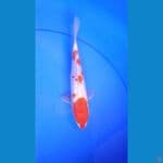 Kohaku Ginrin 19 cm