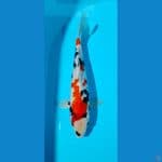 showa male 30cm