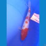 Kohaku Ginrin 22 cm