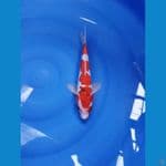 ai goromo doitsu murni jantan 29 cm 