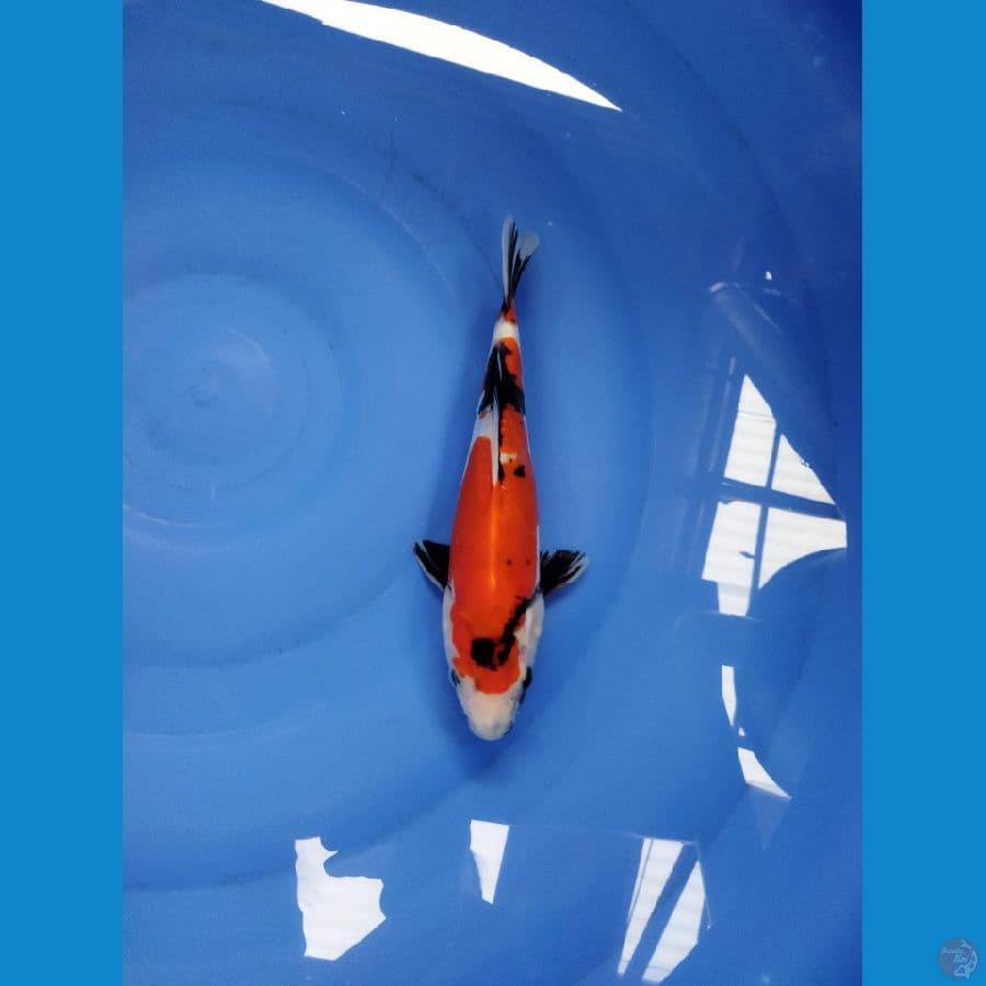 showa doitsu murni jantan sz 25 cm