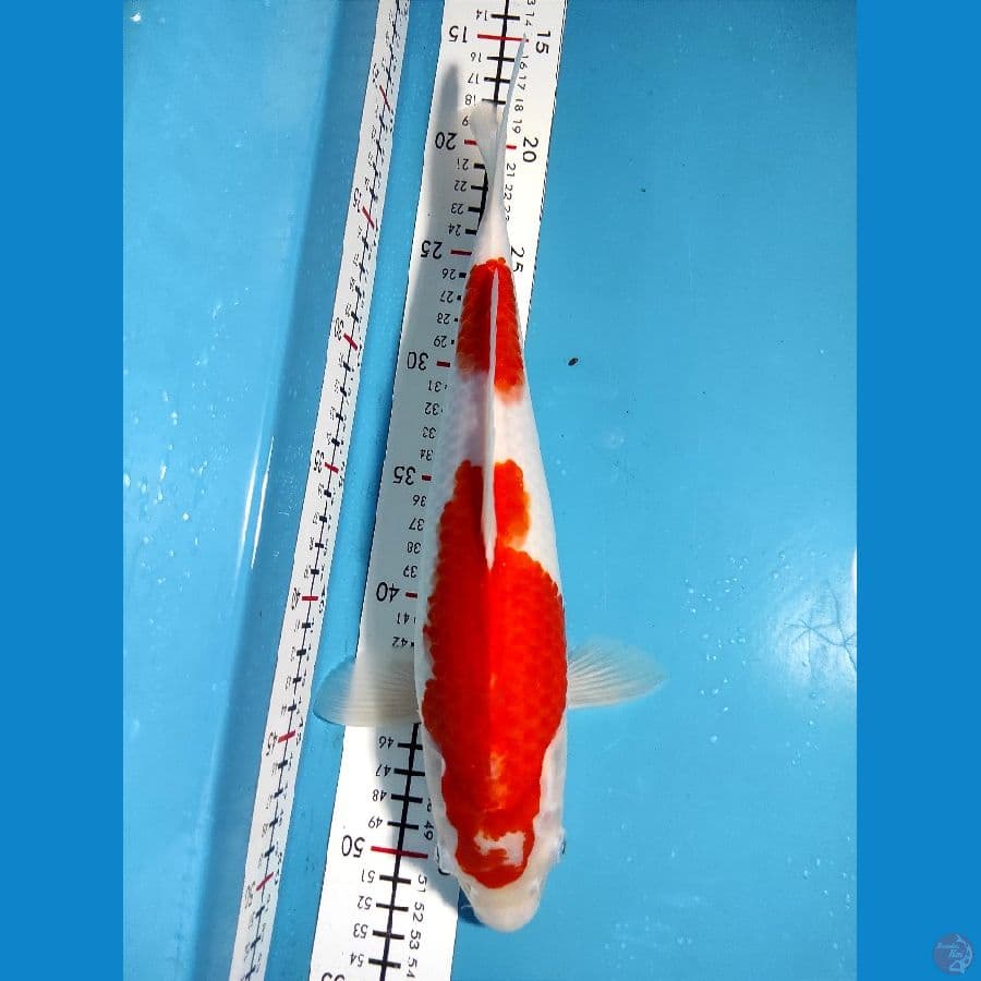 Kohaku 33cm Fm