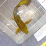 Kumpay cagoi 26cm.