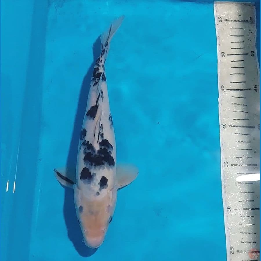 BEKKO STRONG 28 CM