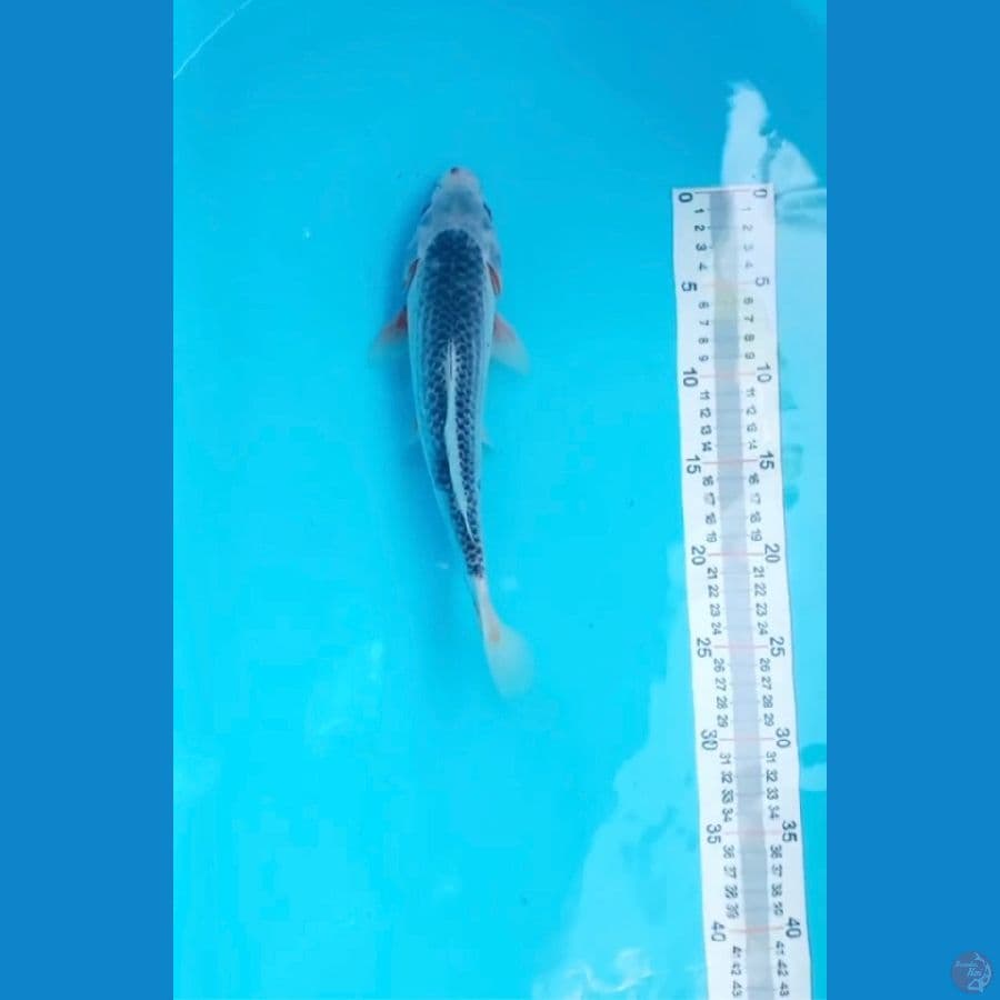 asagi 30 bu