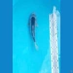 asagi 30 bu