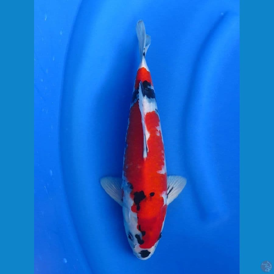 Red Showa