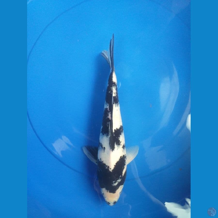 shiro 32cm