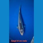 Asagi 34 cm Male