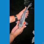 Asagi 30 cm joss
