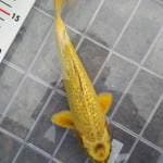 mukasi ginrin 24cm.