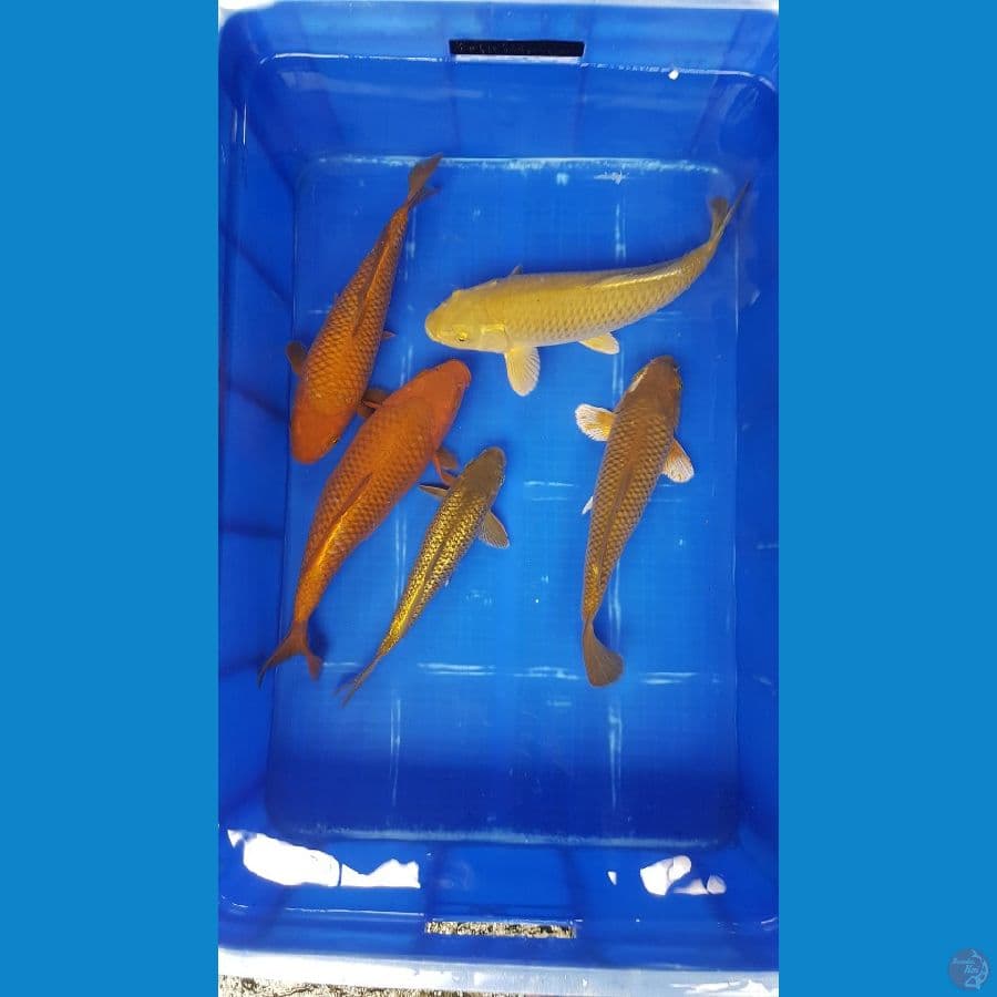 paket mix 25-32 cm