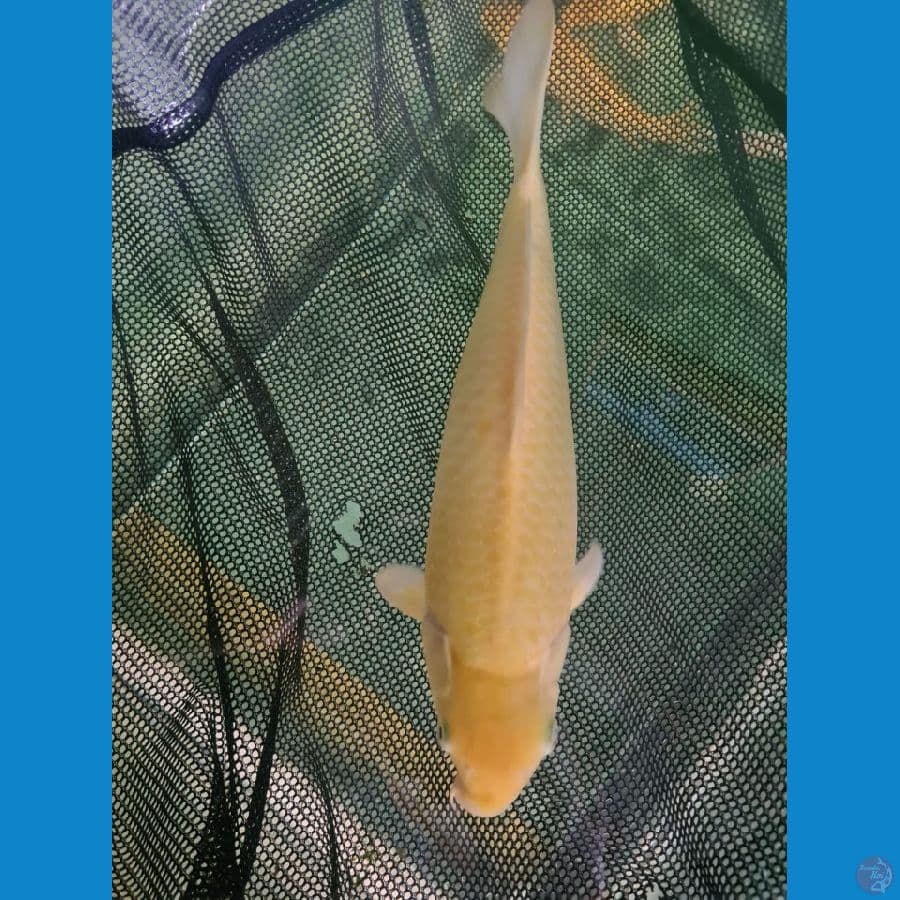 Karasi import Marudo 35 cm