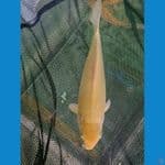 Karasi import Marudo 35 cm