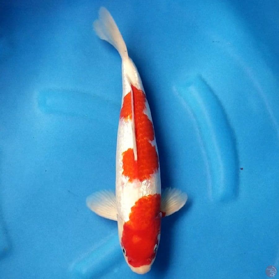 KOHAKU GINRIN 38 CM MALE