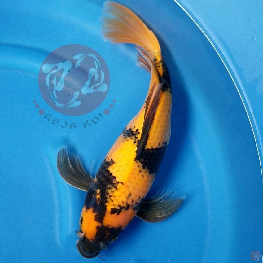 KUMPAY KI UTSURI 41 CM