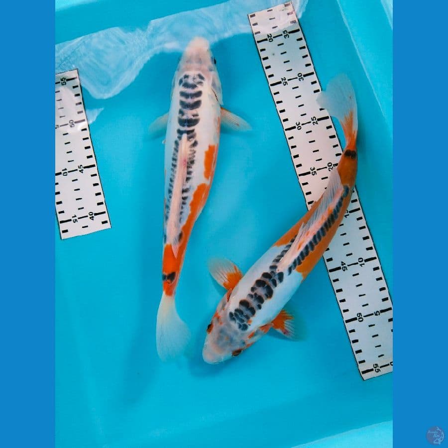 Hana shusui 2ekor 32cm