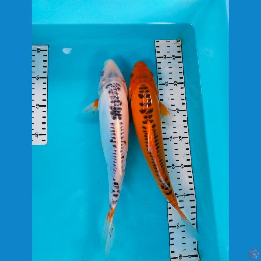 Hana shusui 2ekor 32cm