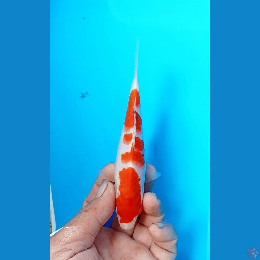 Kohaku 15cm