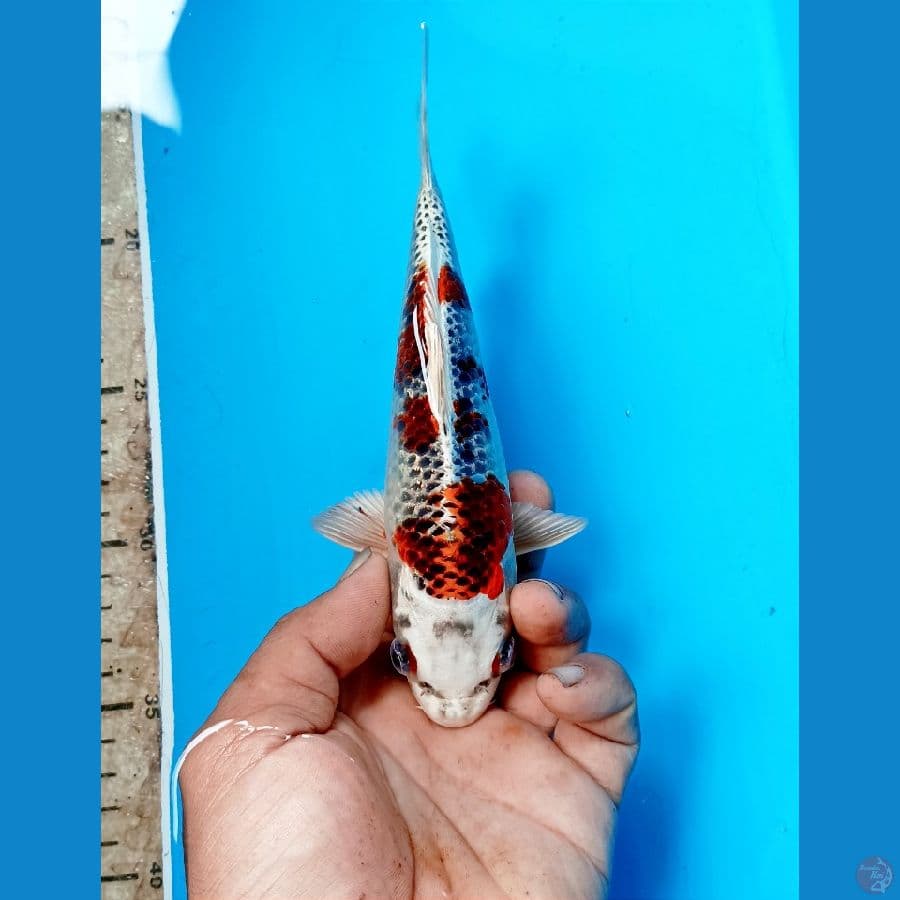 Short body kujaku 19cm