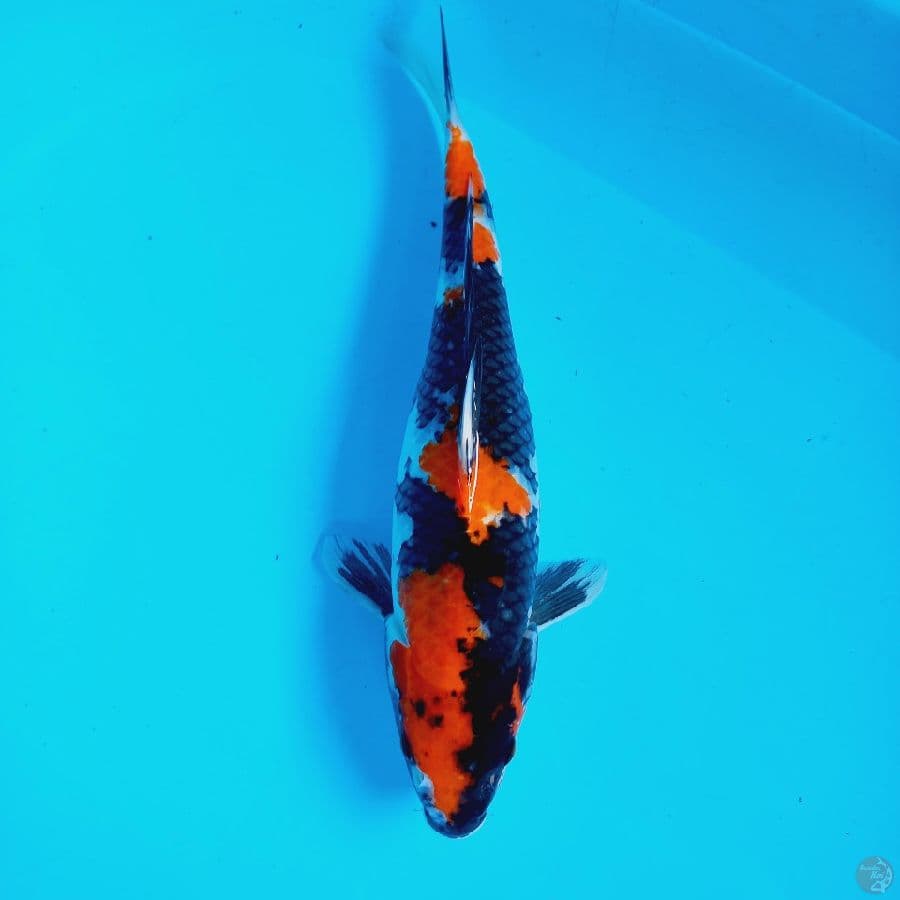 HI SHOWA//35 CM