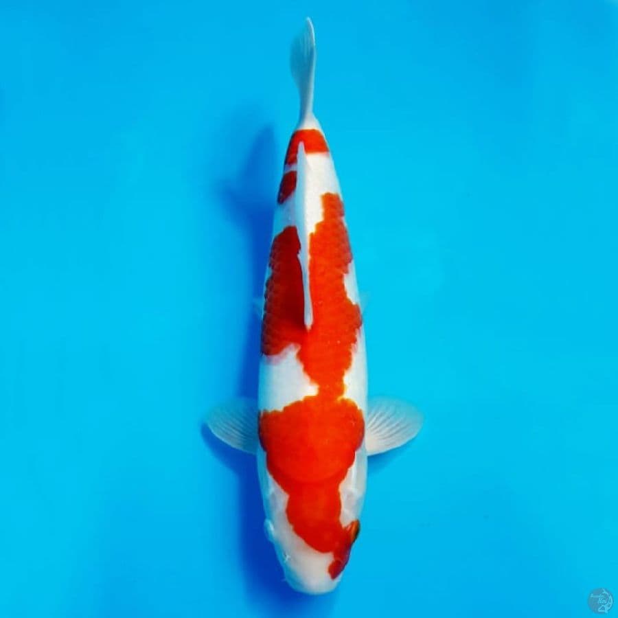 Kohaku