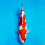 Kohaku
