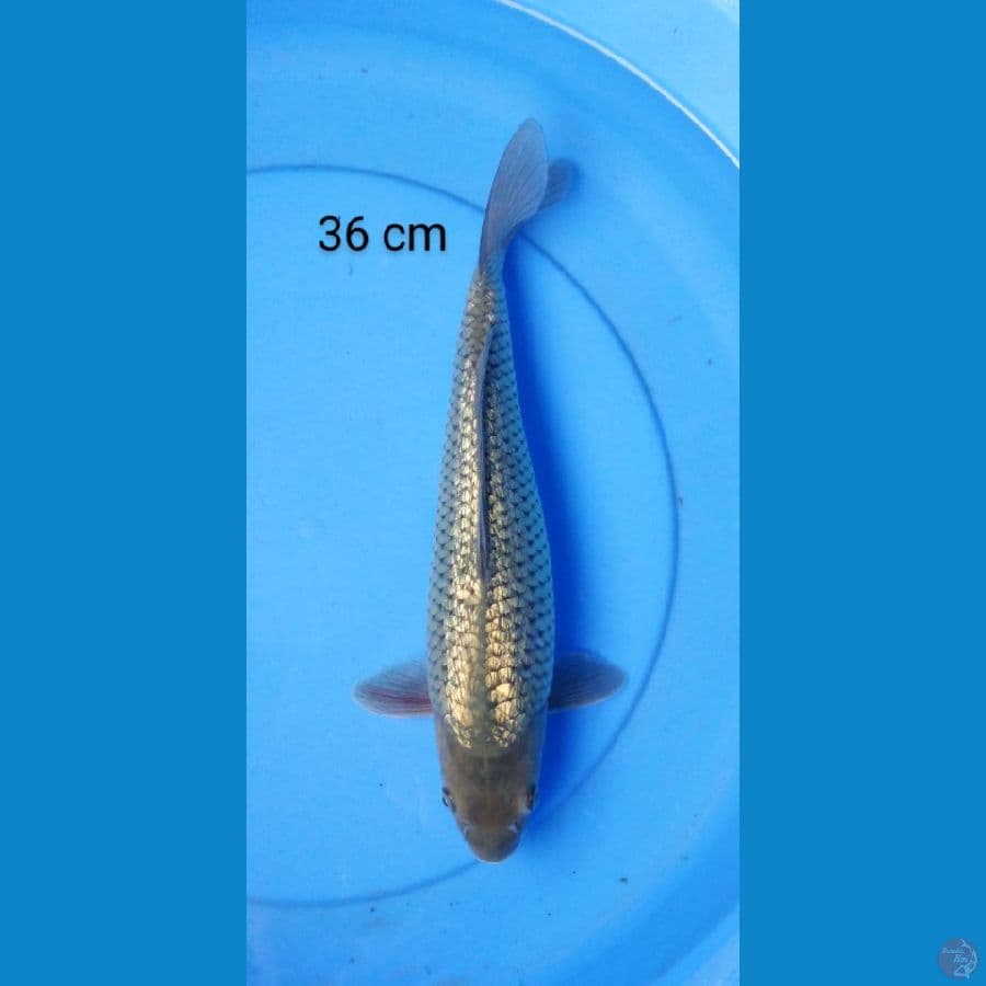 black diamond punuk 36 cm