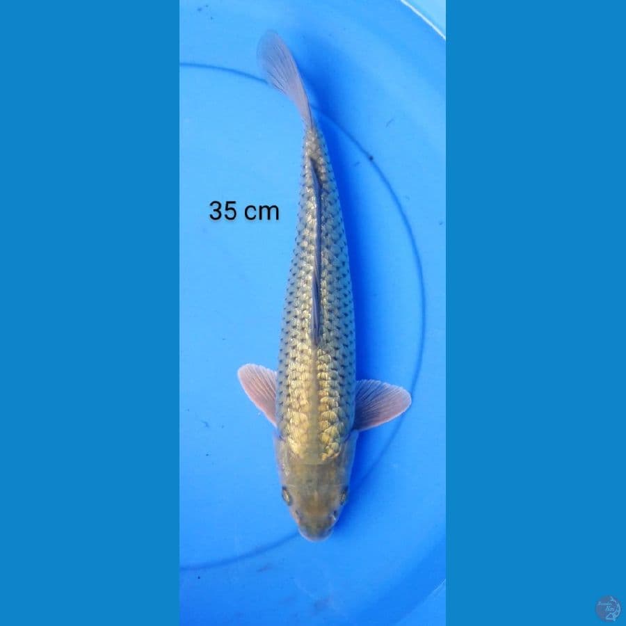 soragoi 35 cm