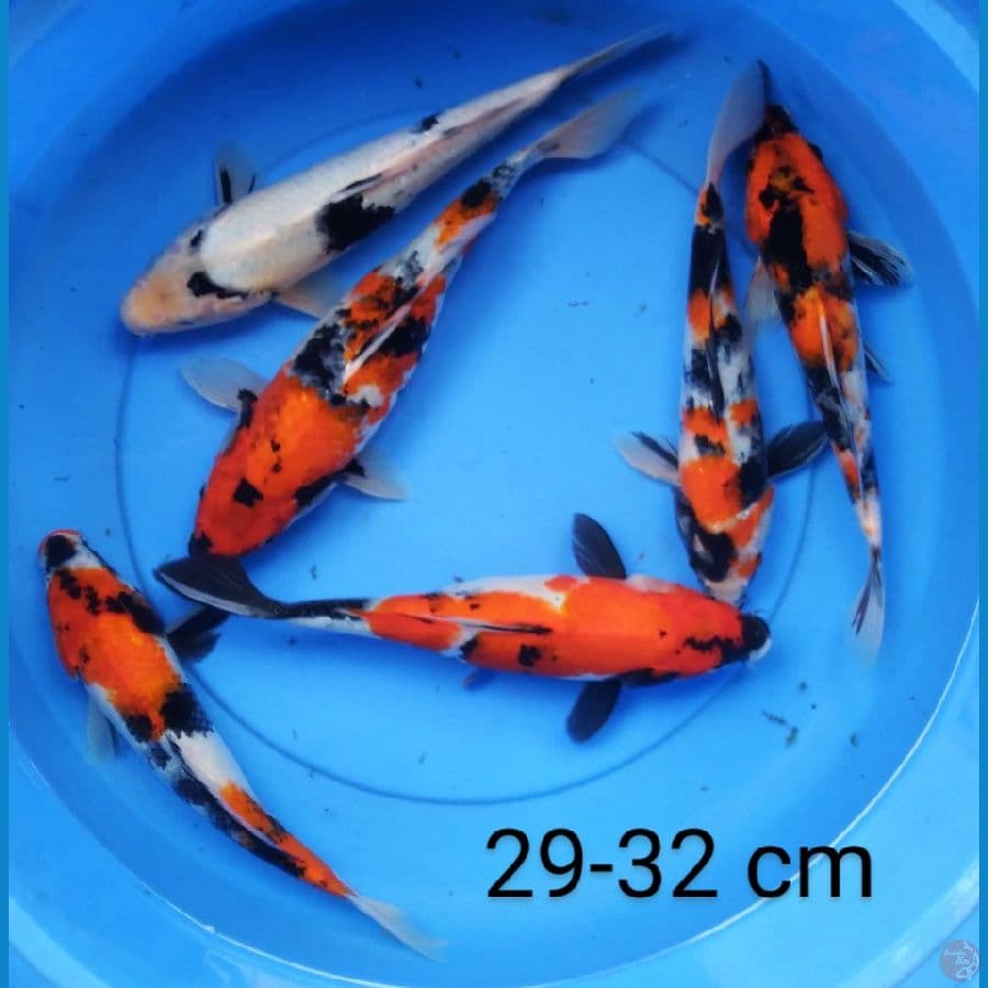 showa 29-32 cm