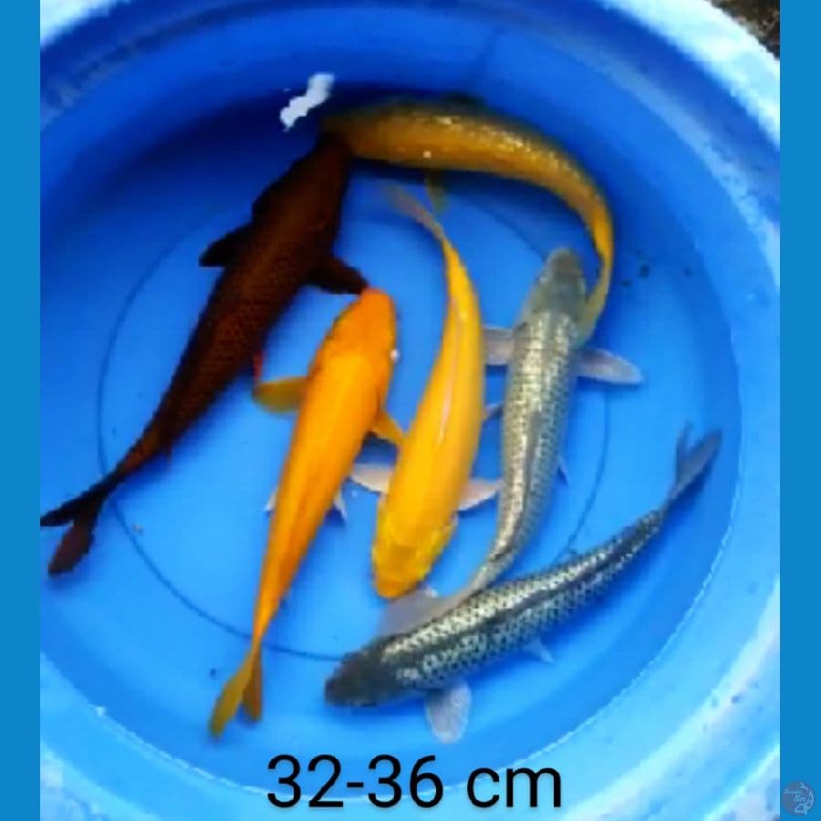 mix ogon 32-36 cm