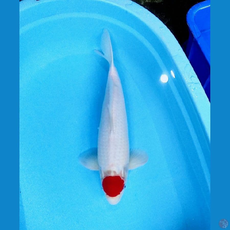 tancho male 41cm