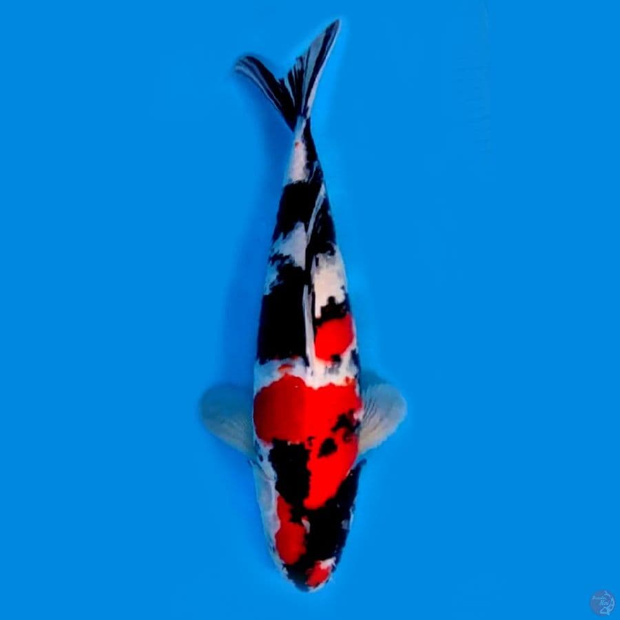 KINDAI SHOWA ORIGINAL 45CM MALE