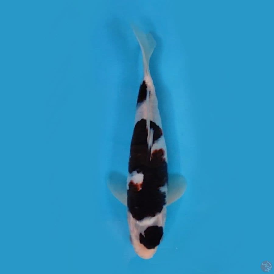 MARUTEN KOROMO #26 CM