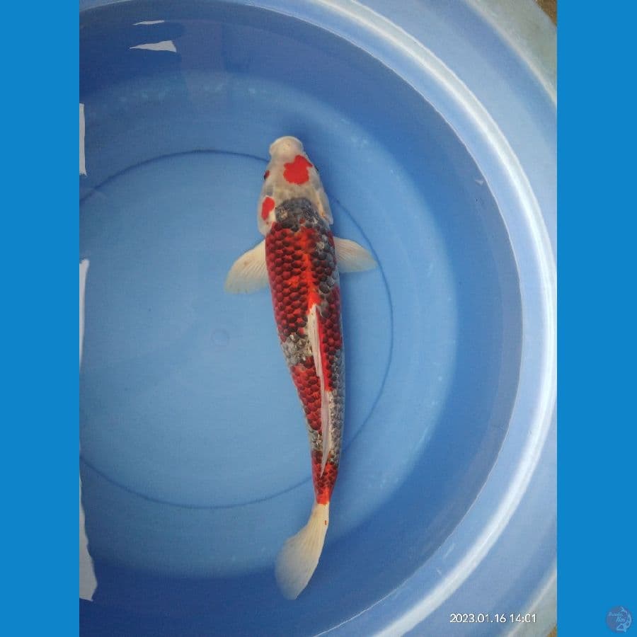 55cm Goshiki Ginrin Male