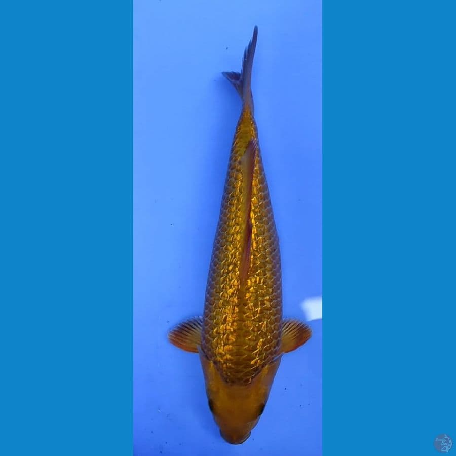 karamel gindrin 25cm berpunuk