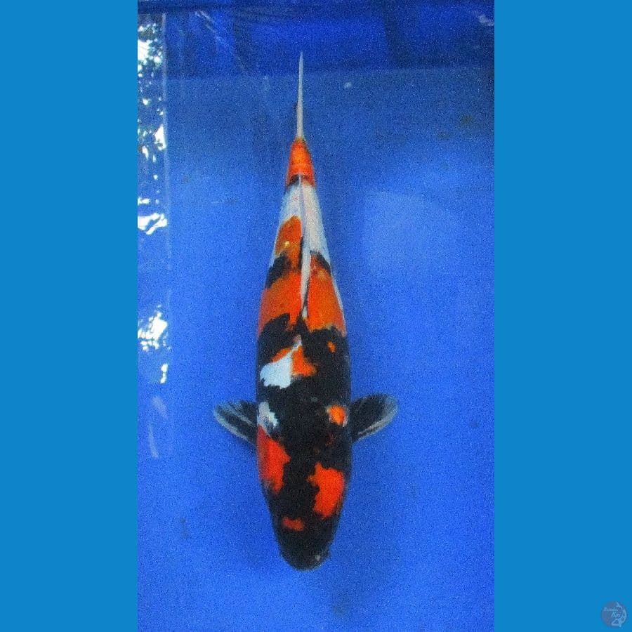 showa doitsu ±36cm