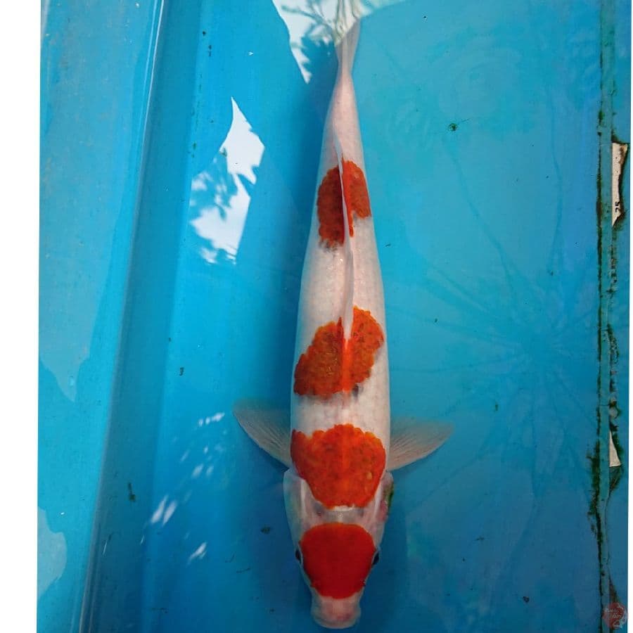 GOROMO 32 CM