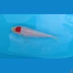 Tancho kohaku 15cm Ori