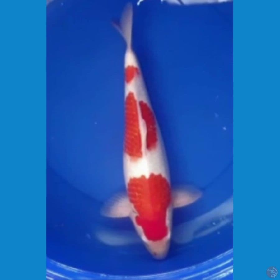 SUPER KOHAKU JANTAN