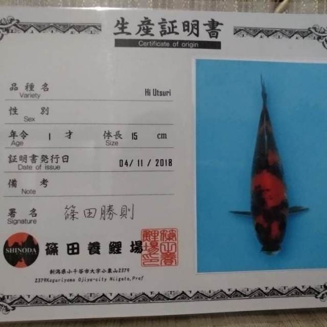 Hiu 45cm Shinoda