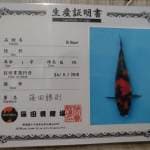 Hiu 45cm Shinoda
