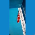 kohaku male 25cm 