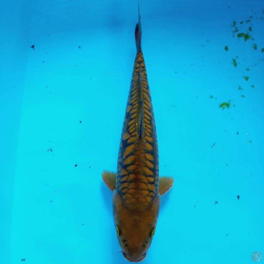 ARAGOKE//ML/33 CM