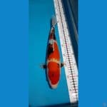 showa 36cm fmale
