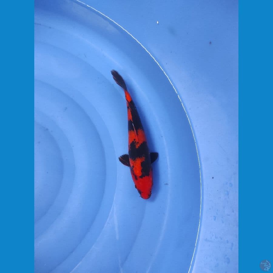 HI UTSURI KUALITAS 27CM