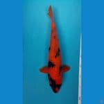 Hiutsuri F 41cm Tembus