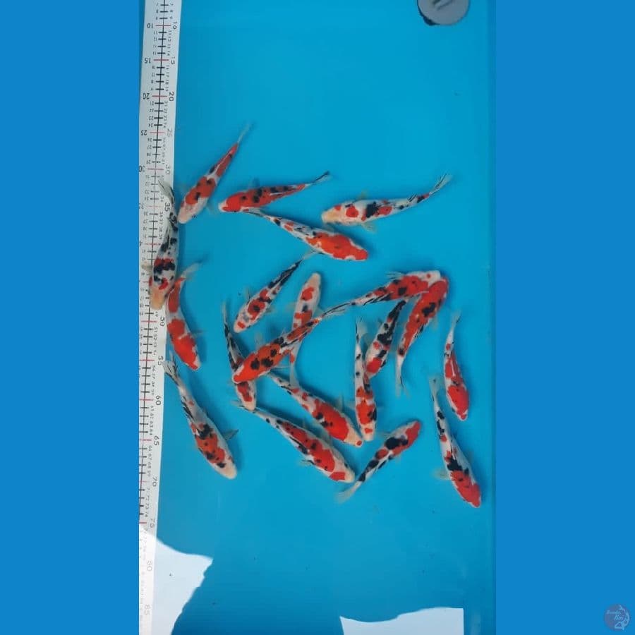 Sanke 15-18cm 20ekor