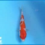 Kohaku Ginrin 18 cm
