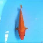 Benigoi 17 cm
